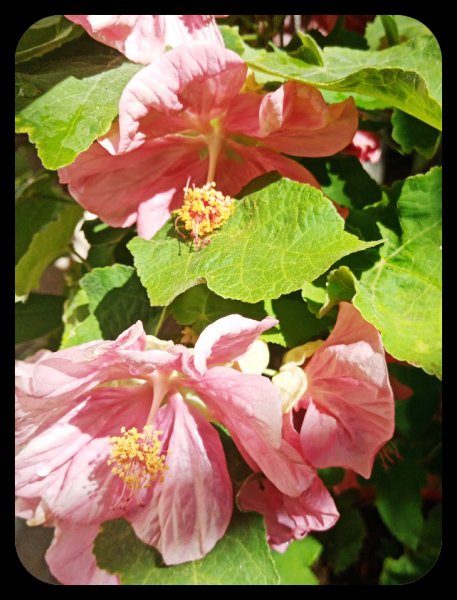 Abutilon2 4 Sep 22.jpg