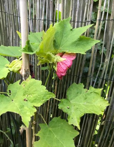 abutilon2.jpg