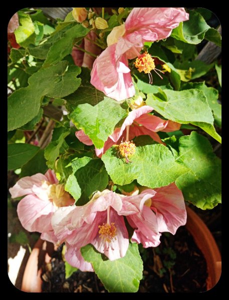 Abutilon3 4 Sep 22.jpg