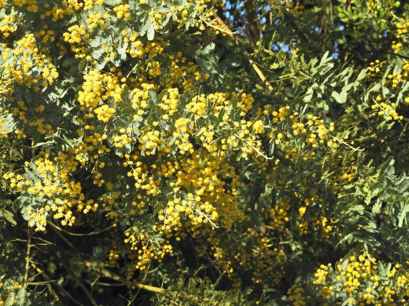 Acacia bailetana 2.JPG