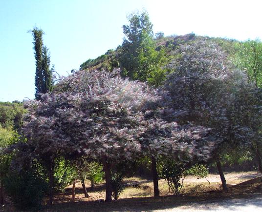 Acacia baileyana 'purpurea'.jpg