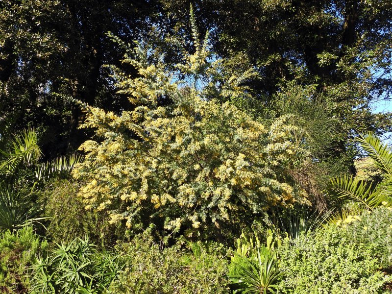 Acacia baileyna.JPG