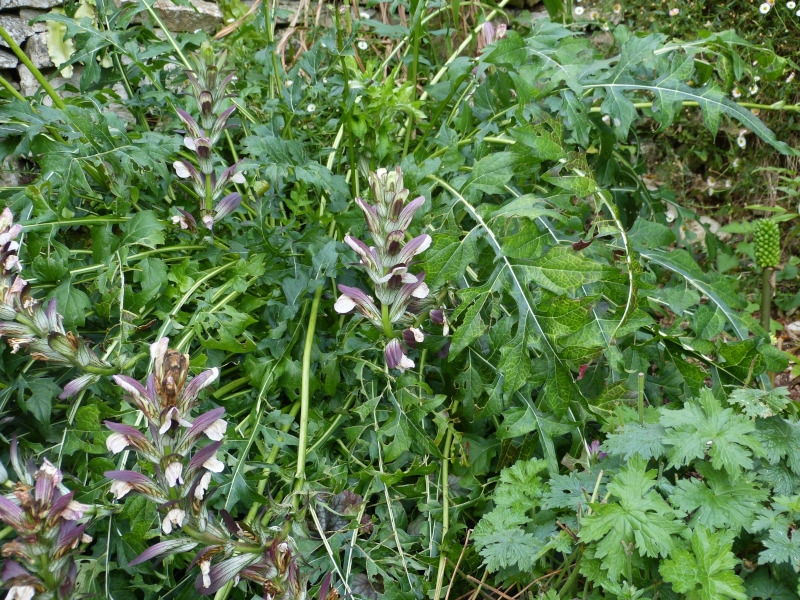 Acanthus hungaricus.JPG