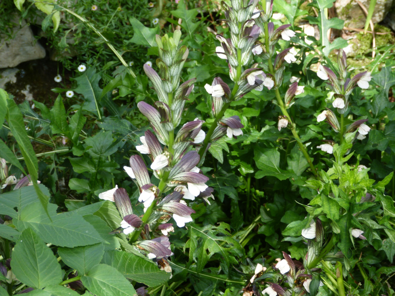 Acanthus hungaricus.JPG