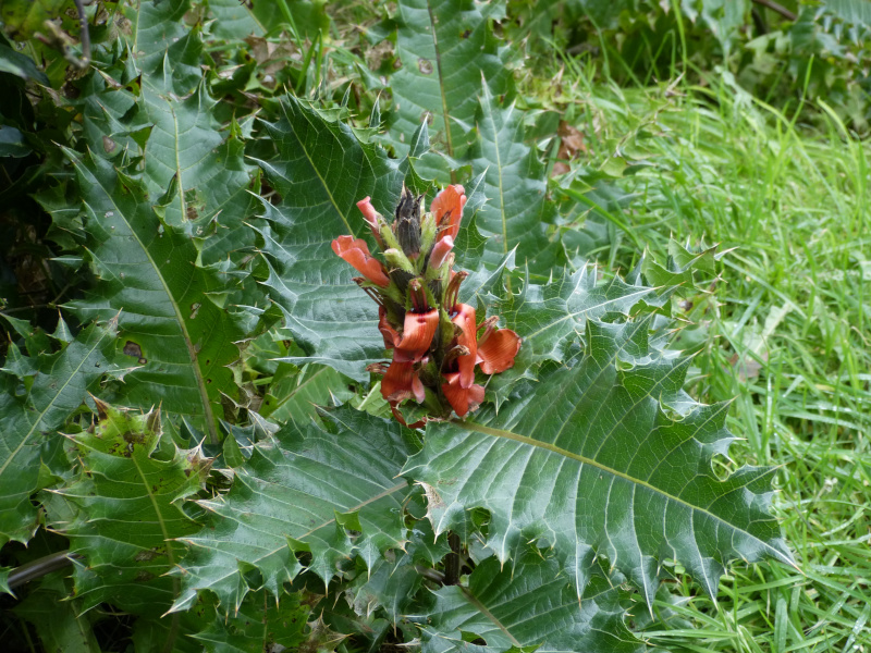 Acanthus sennii 2.JPG