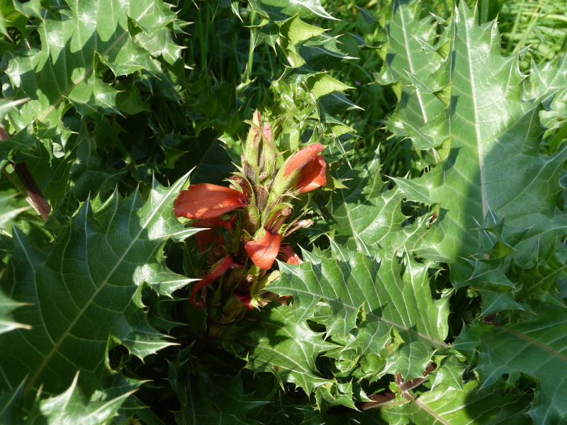 Acanthus sennii.JPG