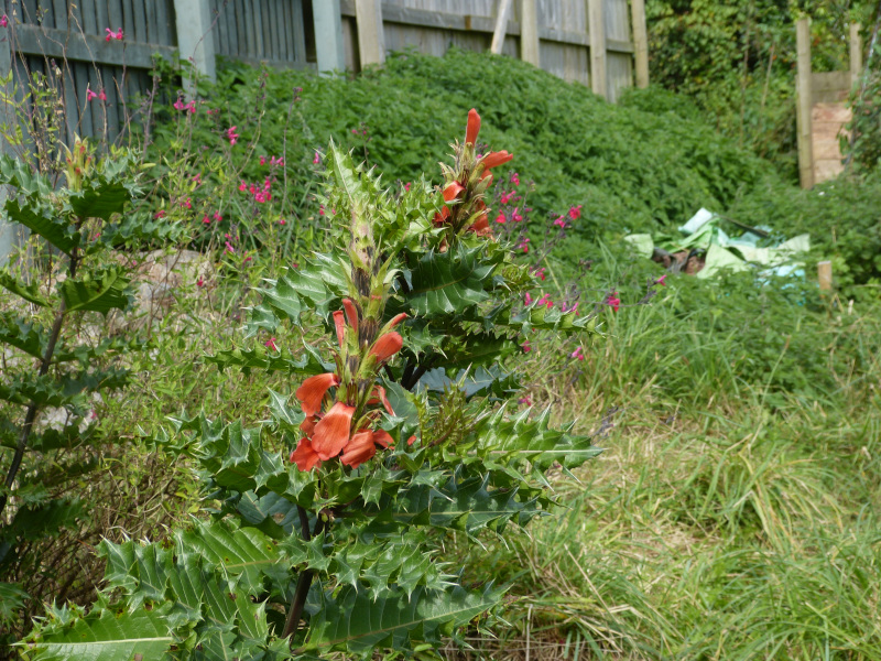 Acanthus sennii.JPG