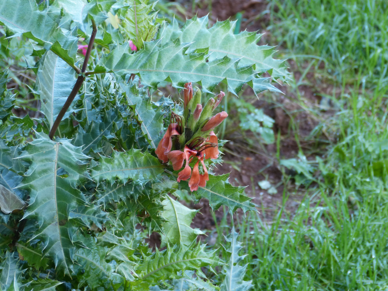 Acanthus sennii2.JPG