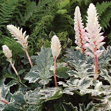 Acanthus-Whitewater-80161-1.jpg