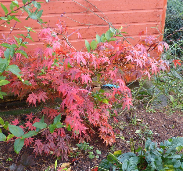 Acer palmatum 1.JPG