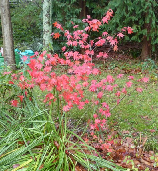 Acer Palmatum.JPG