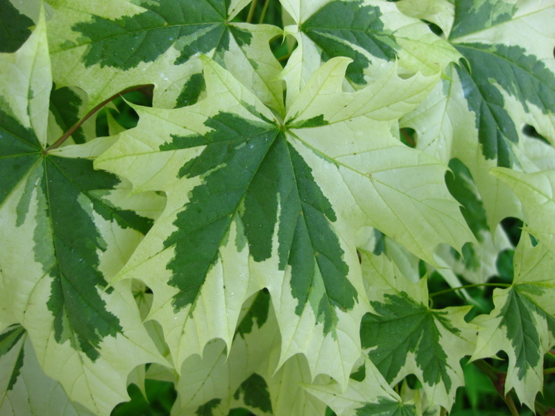 ACER  PLATANOIDES  DRUMMONDII 13-06-2009 16-03-53.JPG