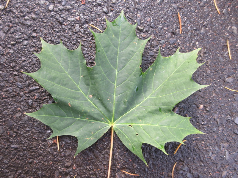 ACER  PLATANOIDES  NORWAY  MAPLE 24-10-2020 14-34-35.JPG