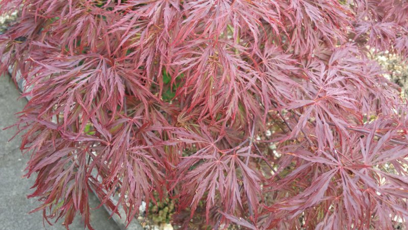 Acer Tree 2.jpg