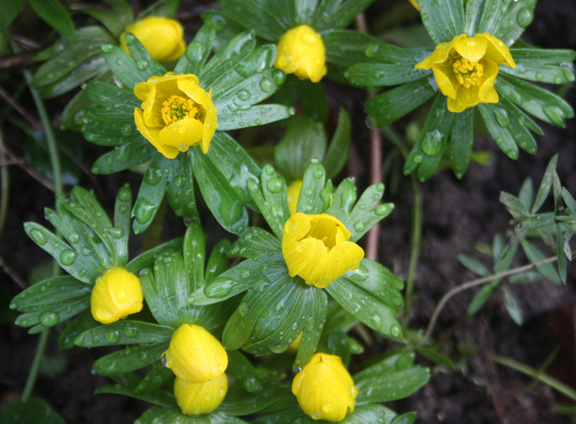 aconites.jpg