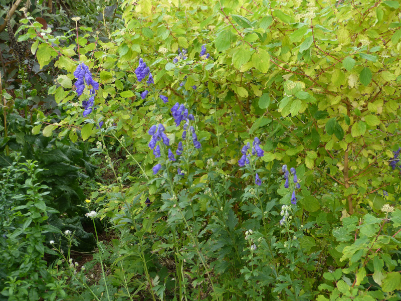 Aconitum 2.JPG