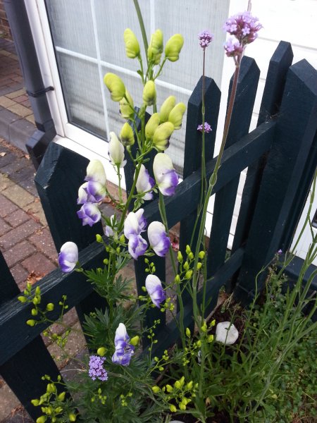 Aconitum---Cammarum-Bicolou.jpg