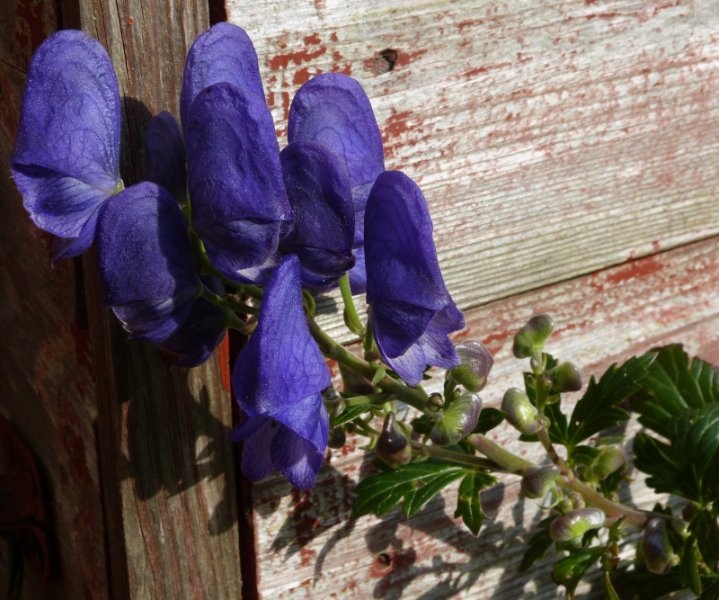 Aconitum carmichaelii Arendsii.JPG