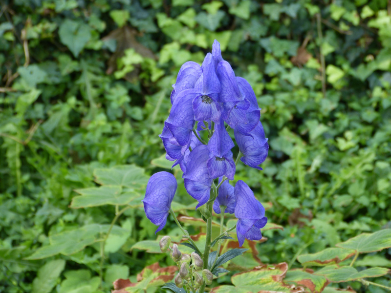 Aconitum henryi Sparks Variety.JPG