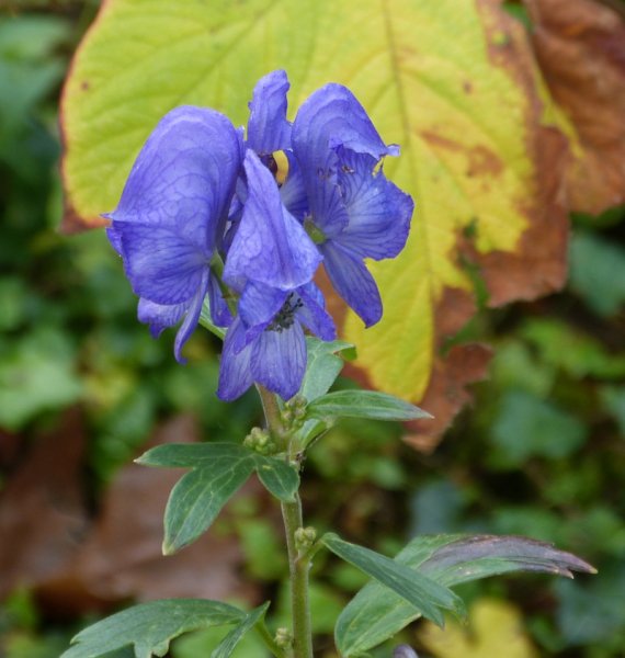 Aconitum henryi Sparks Variety.JPG