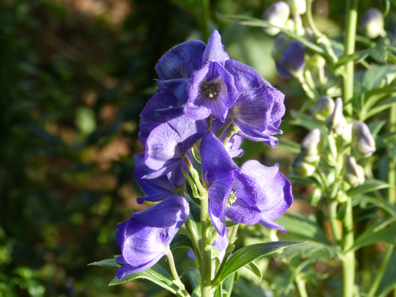 Aconitum hybrid.JPG