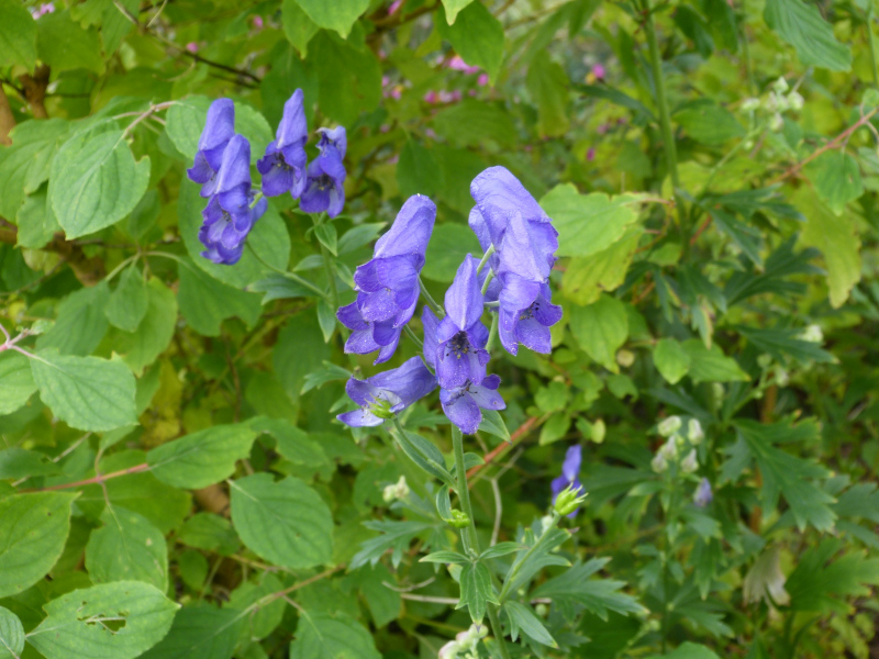 Aconitum hybrid.JPG