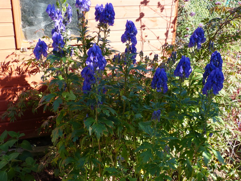 Aconitum hybrid.JPG