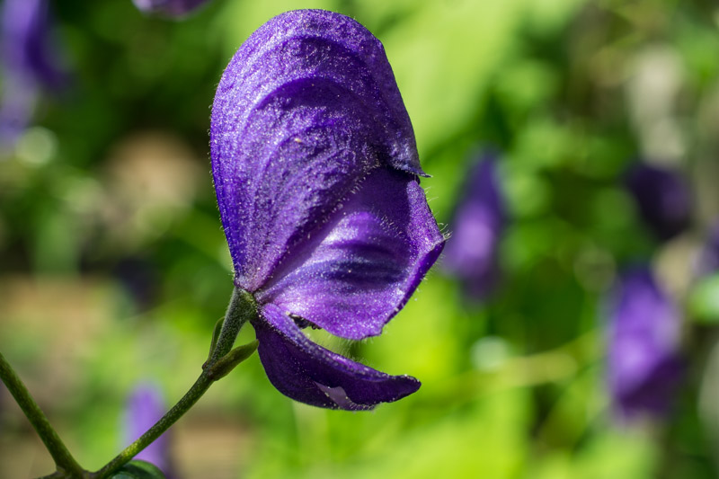 Aconitum napellus  (11-08-2016).jpg