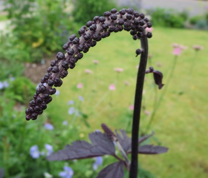 ACTAEA  SIMPLEX  PINK  SPIKE  28-Jul-16 3-38-43 PM.JPG