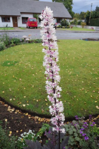 ACTAEA  SIMPLEX  PINK  SPIRE 07-10-2015 08-58-12.JPG