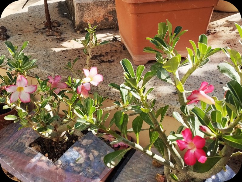 Adenium 1 & 2 1 Oct  24.jpg