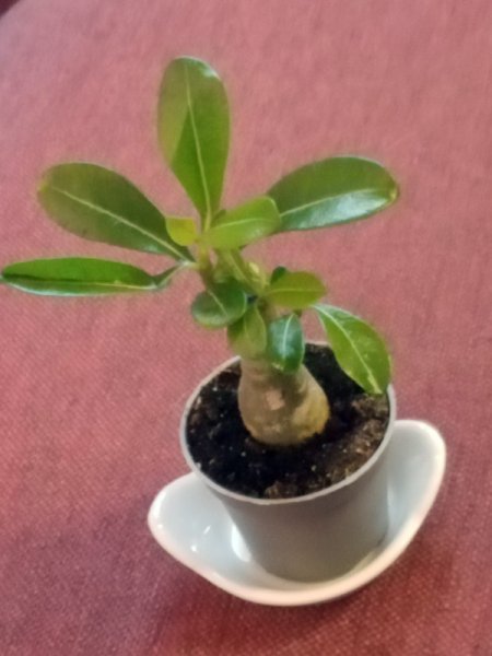 Adenium 12 Dec 23.jpg