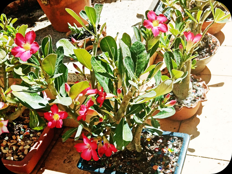 Adenium 'Anouk' 13 Jul 24.jpg