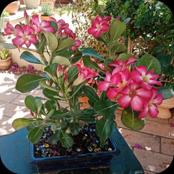 Adenium 'Anouk'2 27 May 24.jpg