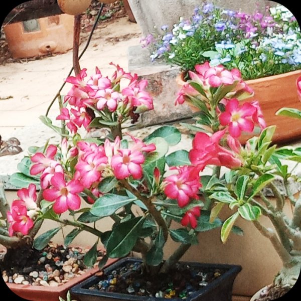 Adenium Anouk2 9 Jun 24.jpg