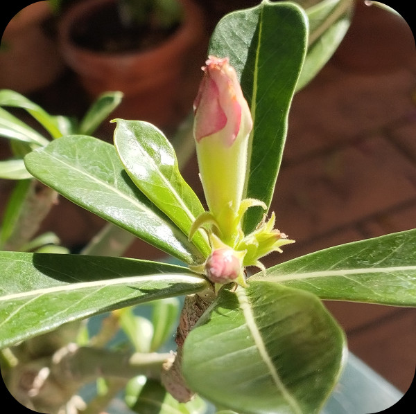 Adenium Bud 10 Nov 24.jpg