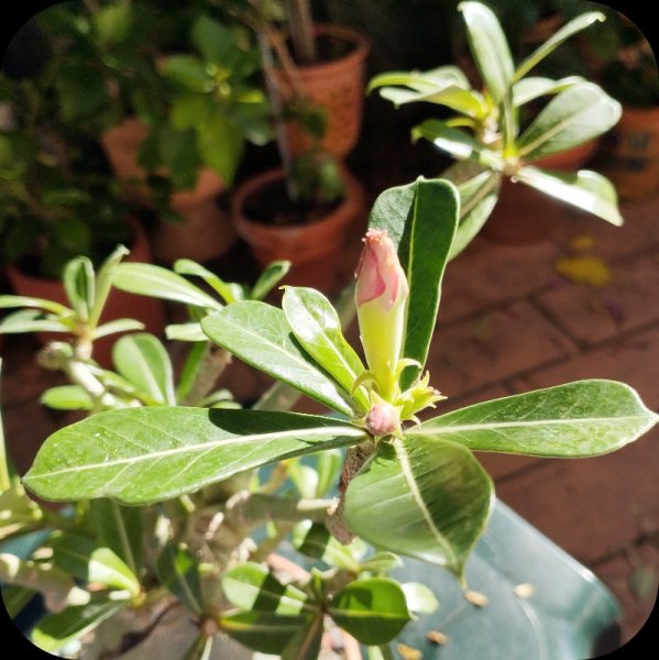 Adenium Bud210 Nov 24.jpg