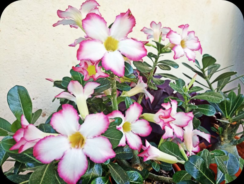 Adenium Evening 2 Aug 23.jpg