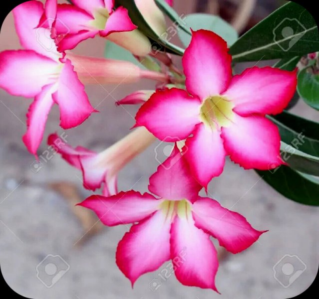 Adenium Irina Blooms 19 Jul 23.jpg