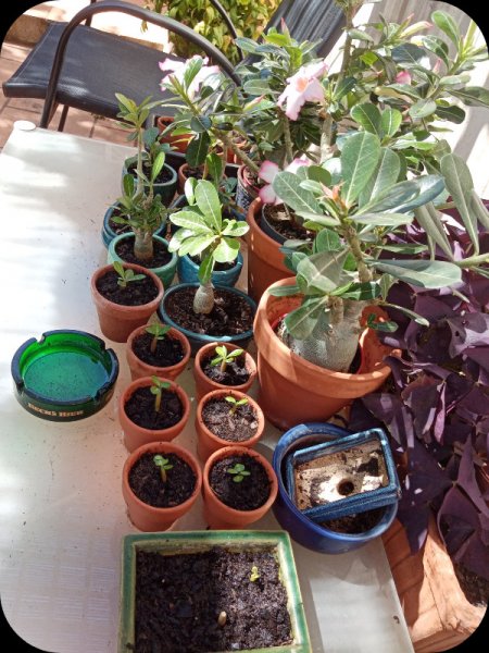 Adenium Nursery 20 Jul 23.jpg