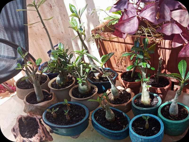 Adenium Nursery  29 May 24.jpg