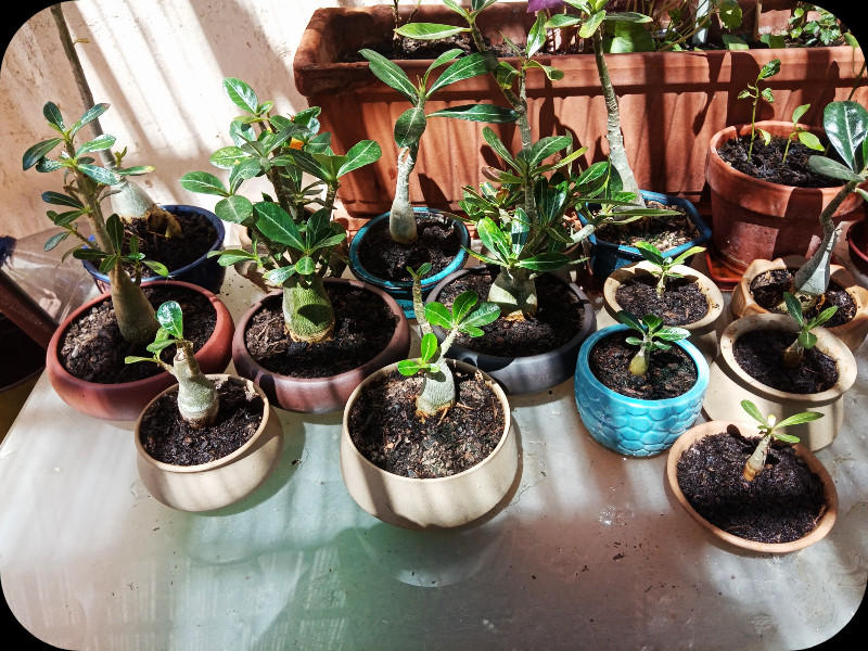 Adenium Nursery1 6 Jul 24.jpg