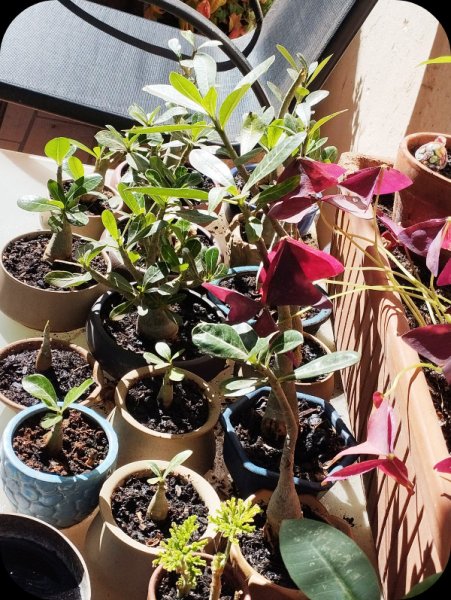 Adenium Nursery2 1 Oct 24.jpg