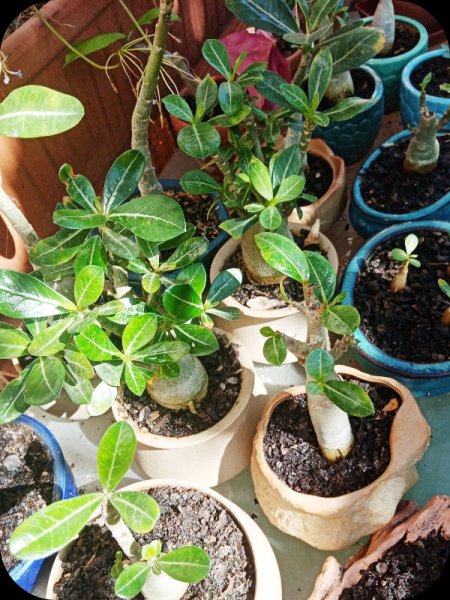 Adenium Nursery2 2 Jun 24.jpg