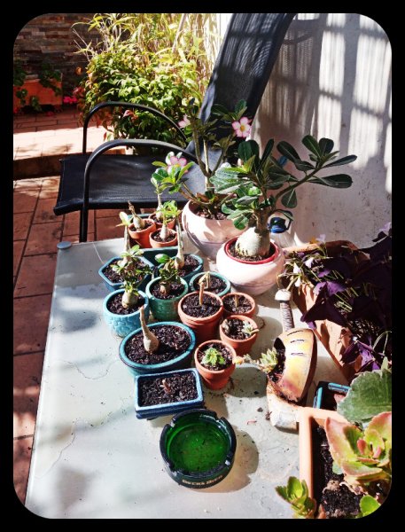 Adenium Nursery2 25 May 23.jpg