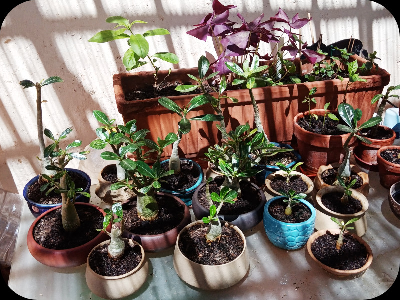 Adenium Nursery2 6 Jul 24.jpg