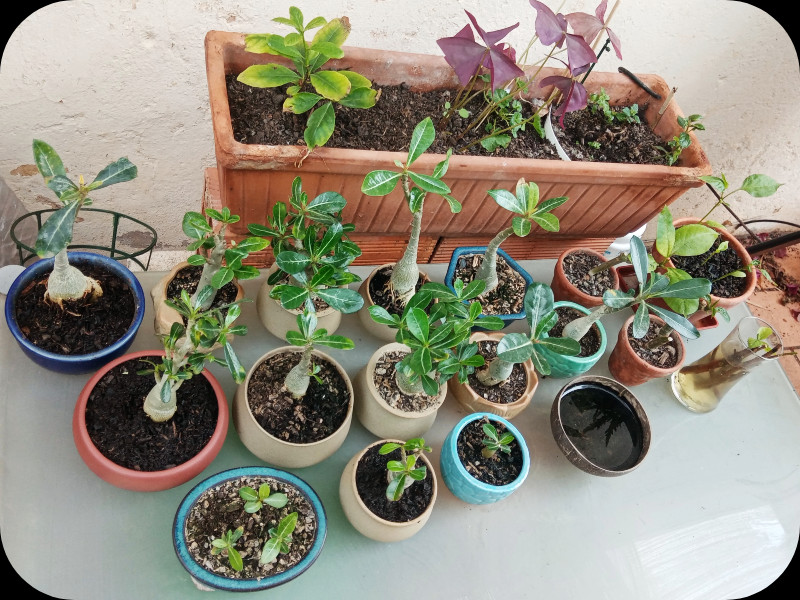 Adenium Nursery4 20 Jun 24.jpg