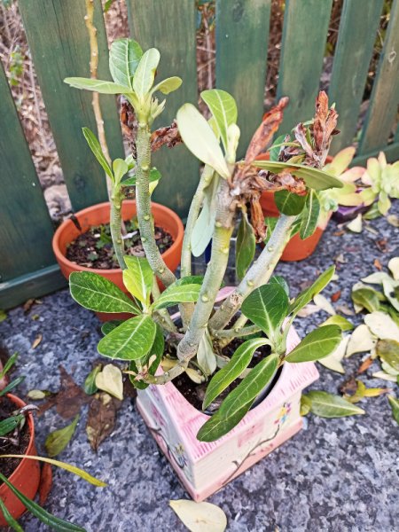 Adenium obessum 23 Dec 22.jpg