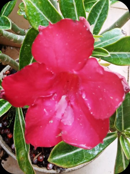 Adenium Red.1 6 Jun 24.jpg