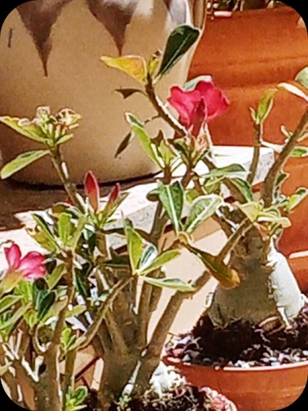 Adenium Red 13 Jul 24.jpg